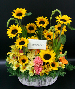 向日葵の御祝アレンジ/名古屋市内に配達します　結婚祝い