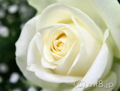 誕生日祝いのバラは純白の「アバランチェ」