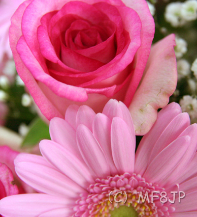 かわいいピンクの花/プレゼント