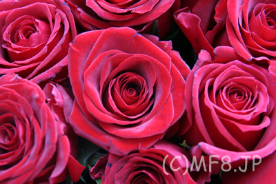 鮮度の良い赤いバラを花市場で仕入れてまいります