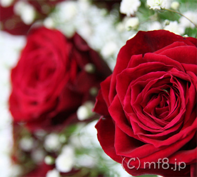 赤いバラの花束/名古屋市内配達