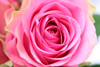 誕生日にピンクのバラの花束