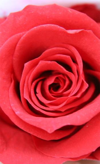 プリザーブドフラワーの赤いバラ
