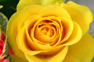 幸せの花・黄色いバラ