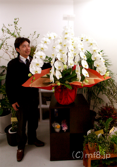 名古屋市内の高級胡蝶蘭の配達はお任せください。