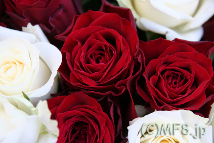 赤いバラ（アマダ）と白いバラ（アバランチェ）誕生日祝い