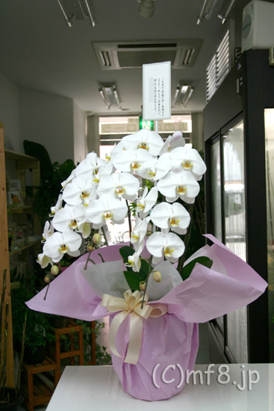 海外から日本へ花の注文