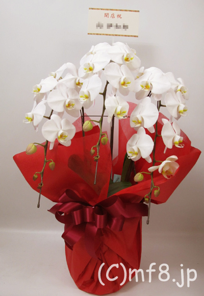 愛知県小牧市へ当日配達の胡蝶蘭をお届けいたします。