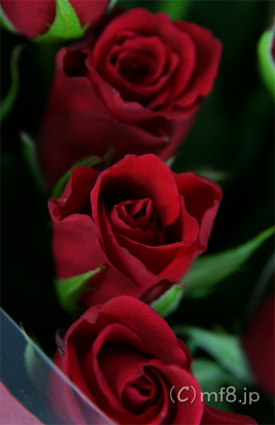 鮮度の良い赤いバラを花市場で仕入れます。