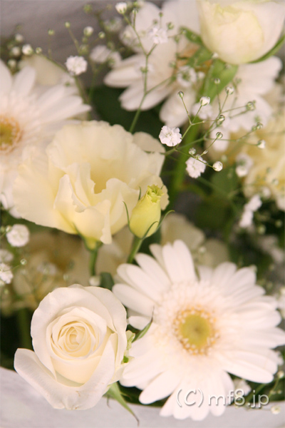 イメージが純白の方へのプレゼント・誕生日花束