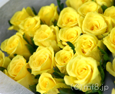 黄色いバラ/誕生日プレゼント