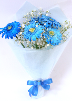 ターコイズブルーの青いガーベラ花束