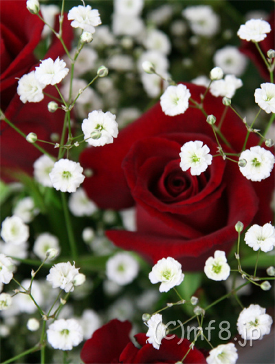 赤いバラとカスミソウの花束