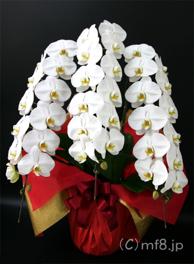 開業祝い/開店祝い/開院祝いに華やかな胡蝶蘭を配達します。