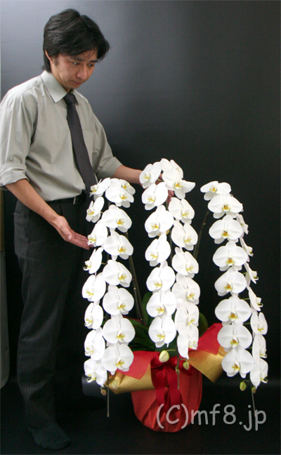 胡蝶蘭白3本立ち44000円のサイズ比較