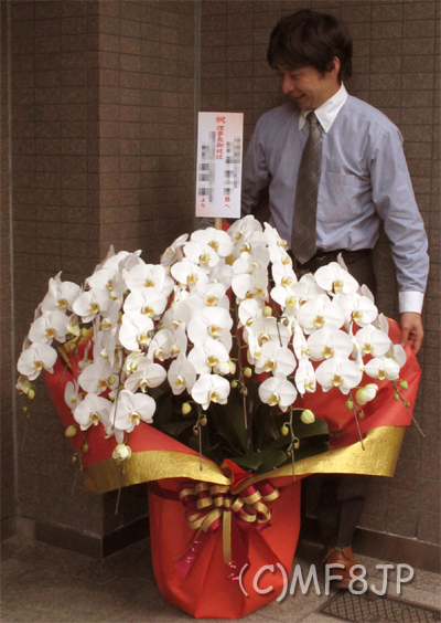 10万円以上の高級胡蝶蘭