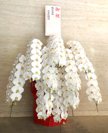 15万円以上の高級胡蝶蘭