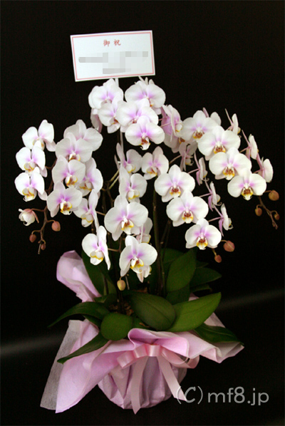 お誕生日/開店祝い/移転祝い/事務所開設祝いにミニ胡蝶蘭を配達します。
