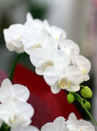 お祝いギフトは高級感のある華やかなミニ胡蝶蘭