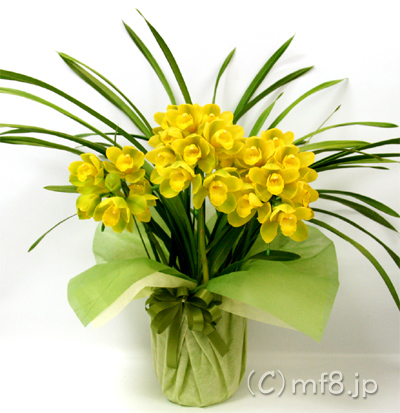 明るい色合いの元気色お祝い蘭鉢/春限定・シンピジューム
