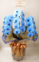 青い胡蝶蘭