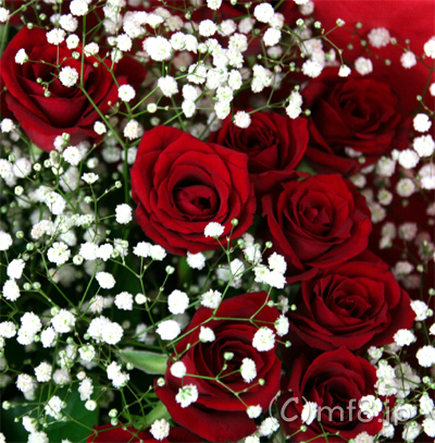 美しい赤いバラとカスミソウ