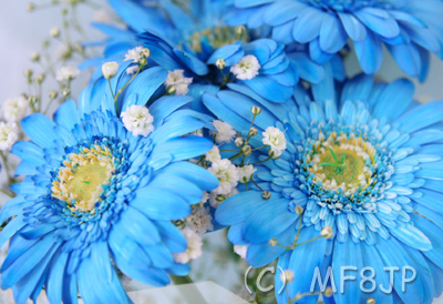 ターコイズブルー 水色の花束 名古屋の花屋 丸の内フローラ